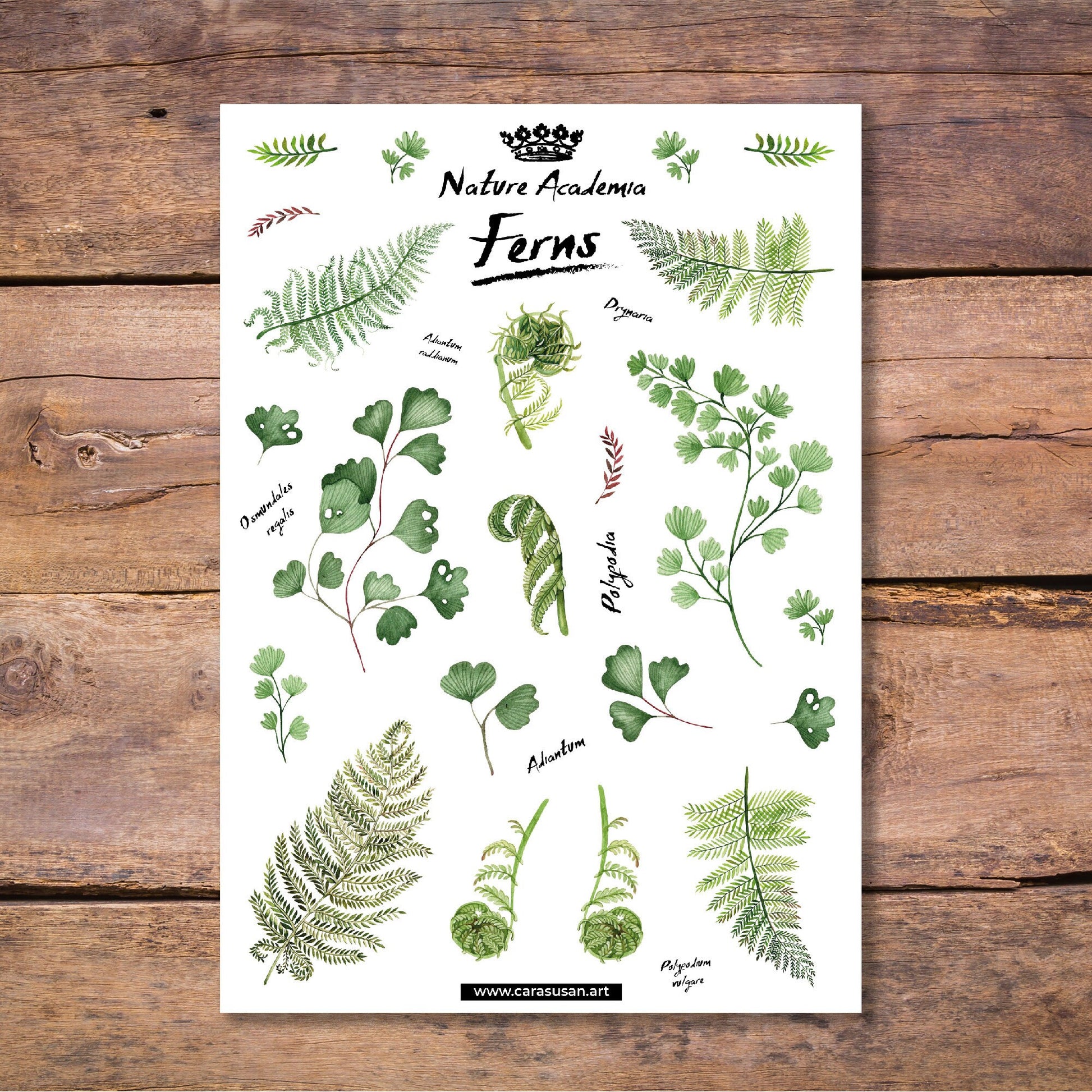 Stickerbogen Farne - botanische Illustrationen Aquarell - Aufkleber - transparent - Bullet Journal Zubehör, Scrapbook, Tagebuch, Deko für Einladungskarten, Hochzeit, Wald Thema