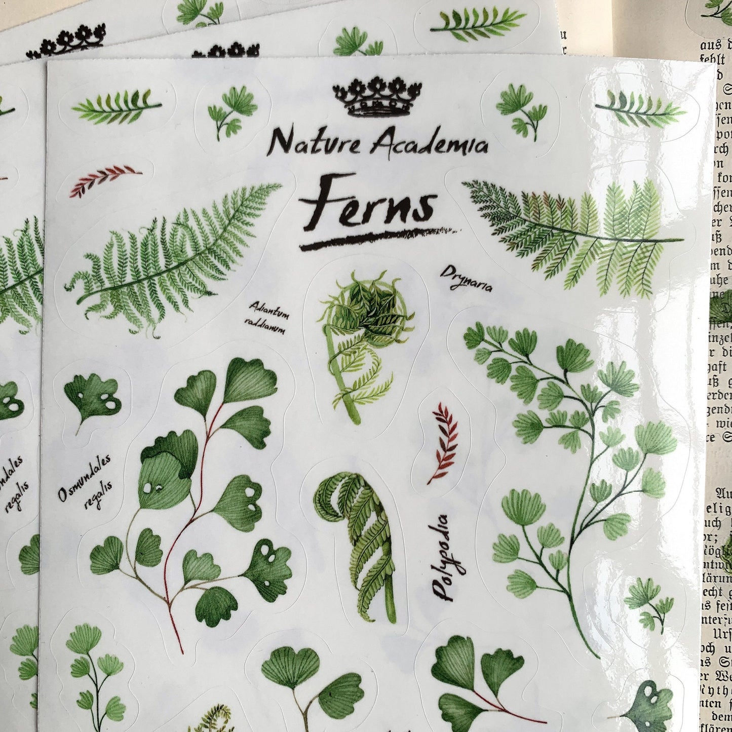 Sticker sheet Ferns - botanical illustration watercolor - transparent - Bullet Journal supplies, Scrapbook, diary, decoration, invitations, forest theme