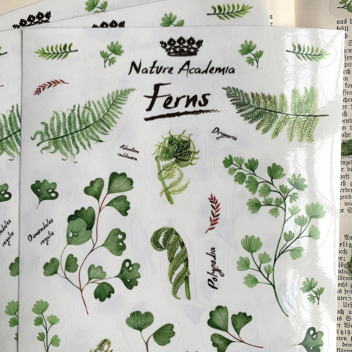 Stickerbogen 'Farne' botanische Illustrationen für Journaling, Deko und mehr