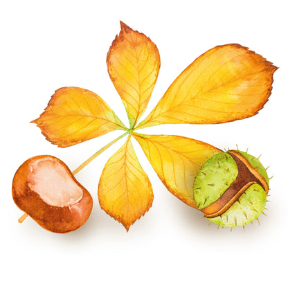 Stickerbogen 'Herbstlaub' botanische Illustrationen für Bullet Journaling, Deko und mehr - Carasusan