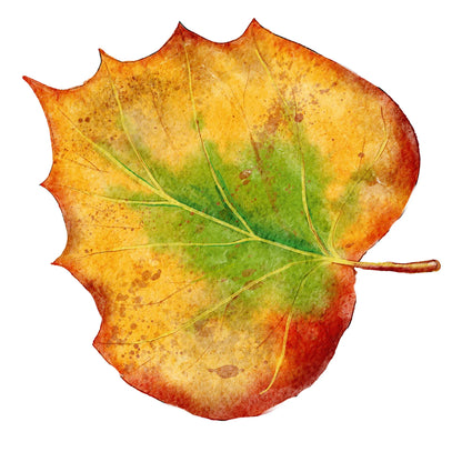 Stickerbogen 'Herbstlaub' botanische Illustrationen für Bullet Journaling, Deko und mehr - Carasusan