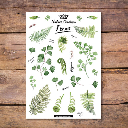 Stickerbogen 'Farne' botanische Illustrationen für Journaling, Deko und mehr - Carasusan